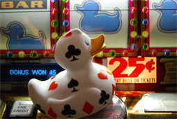 Gambling duck